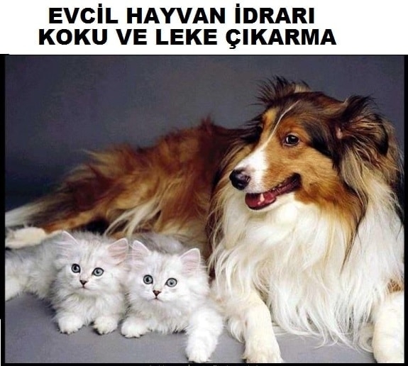 hali yikama yeşılyurt